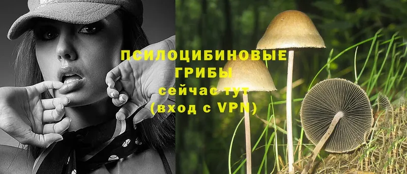 Псилоцибиновые грибы MAGIC MUSHROOMS Карабаново