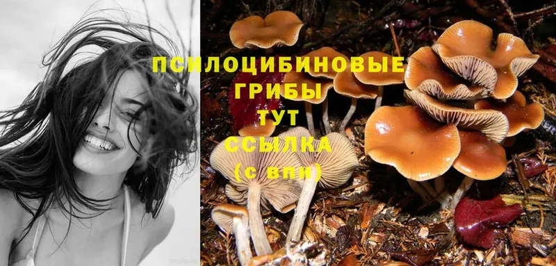 где найти наркотики  Карабаново  Псилоцибиновые грибы MAGIC MUSHROOMS 